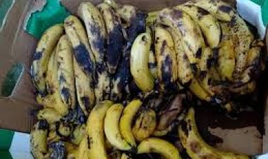 ما حقيقة وجود كميات كبيرة من الموز الفاسد في الأسواق؟